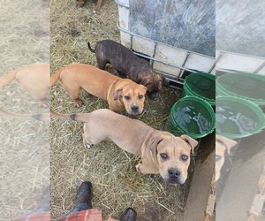 American Bully Puppy for sale in POPLAR BLUFF, MO, USA