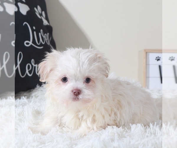 Medium Photo #3 Havanese Puppy For Sale in MOUNT VERNON, OH, USA