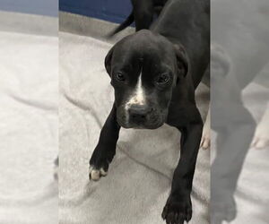 Mutt Dogs for adoption in Sterling, MA, USA