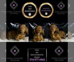 Small Photo #40 Dachshund Puppy For Sale in WARSAW, IN, USA