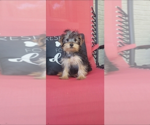 Yorkshire Terrier Puppy for sale in INDIANAPOLIS, IN, USA