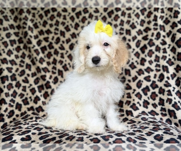 Medium Photo #8 Cock-A-Poo Puppy For Sale in LAKELAND, FL, USA