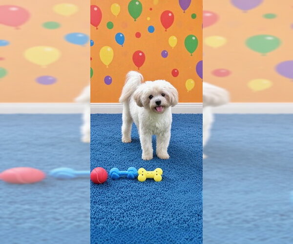 Medium Photo #3 Shih Tzu Puppy For Sale in Weston, FL, USA