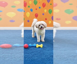 Casper - Male Shih Tzu Dog for Adoption - Photo #3