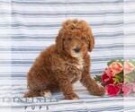 Small #5 Goldendoodle (Miniature)