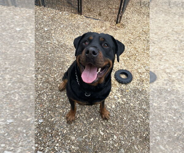 Medium Photo #1 Rottweiler Puppy For Sale in Foristell, MO, USA