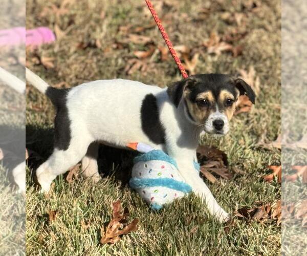 Medium Photo #2 Australian Shepherd-Unknown Mix Puppy For Sale in Yardley, PA, USA