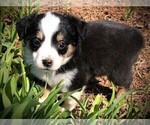 Small Photo #9 Miniature Australian Shepherd Puppy For Sale in HOWE, OK, USA