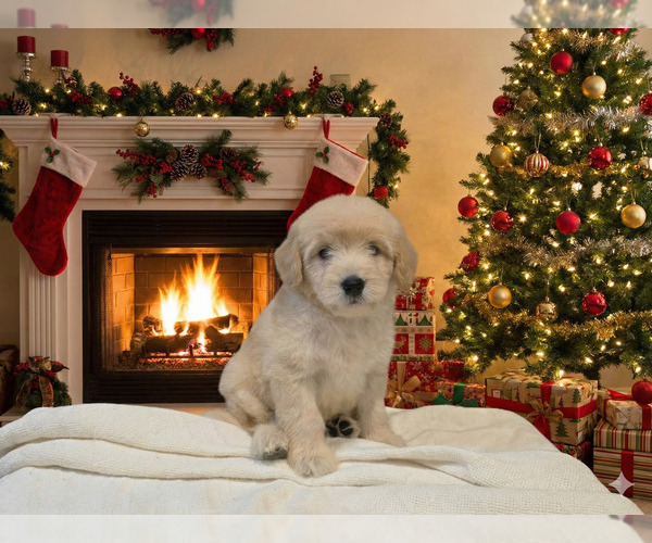 Medium Photo #1 Goldendoodle Puppy For Sale in DUBLIN, TX, USA