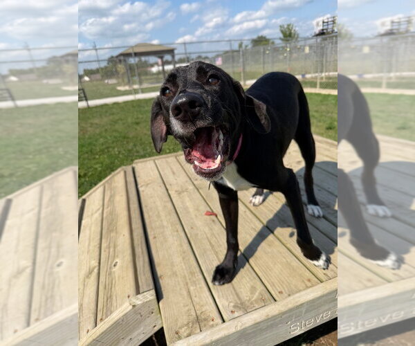Medium Photo #4 Retriever -Unknown Mix Puppy For Sale in Pierceton , IN, USA