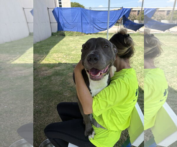 Medium Photo #2 American Staffordshire Terrier-Unknown Mix Puppy For Sale in Rowlett, TX, USA