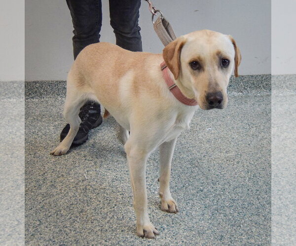 Medium Photo #4 Mutt Puppy For Sale in Huntley, IL, USA