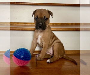 Mutt Dogs for adoption in Euless, TX, USA