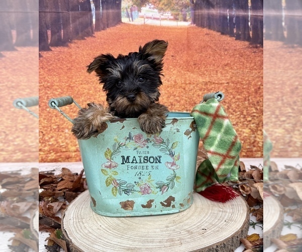 Medium Photo #6 Yorkshire Terrier Puppy For Sale in OCALA, FL, USA