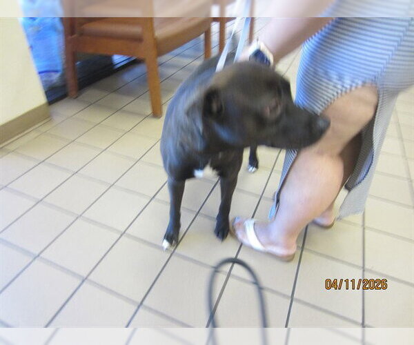 Medium Photo #1 Labrador Retriever Puppy For Sale in Ocala, FL, USA