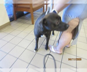 Labrador Retriever Dogs for adoption in Ocala, FL, USA