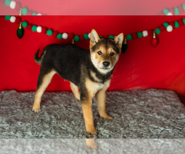 Medium Photo #3 Shiba Inu Puppy For Sale in MILLERSBURG, IN, USA