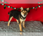 Small #2 Shiba Inu