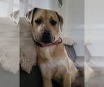 Small #1 Mutt