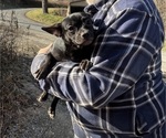 Small #21 French Bullhuahua