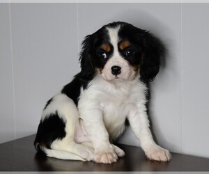 Cavalier King Charles Spaniel Puppy for sale in FREDERICKSBG, OH, USA