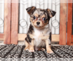 Small #1 Chihuahua