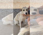 Small #3 Great Pyrenees Mix