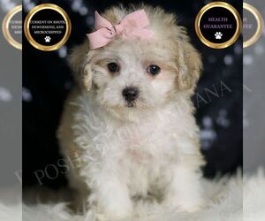 Maltipoo Puppy for sale in WARSAW, IN, USA