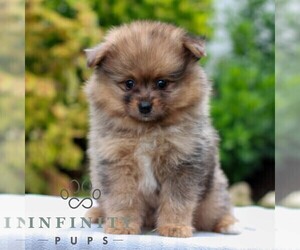 Pomeranian Puppy for sale in MANHEIM, PA, USA