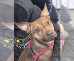 Small #2 American Pit Bull Terrier Mix