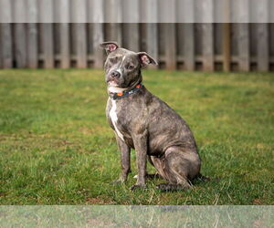 American Pit Bull Terrier Dogs for adoption in Alexandria, VA, USA