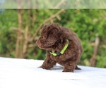Small #32 ShihPoo