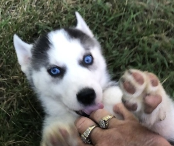 Medium Photo #1 Siberian Husky Puppy For Sale in BELLEVIEW, MO, USA