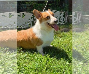 Mutt Dogs for adoption in HOPKINSVILLE/PRINCETON, KY, NH, USA