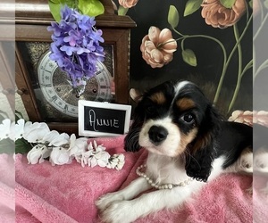 Cavalier King Charles Spaniel Puppy for sale in ABILENE, TX, USA