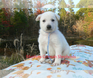 German Shepherd Dog Puppy for sale in PIEDMONT, MO, USA