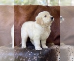 Small Photo #15 Golden Retriever Puppy For Sale in WESLEY CHAPEL, FL, USA
