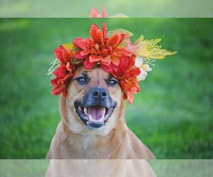 Rae - Female Labrador Retriever-Unknown Mix Dog for Adoption - Photo #4