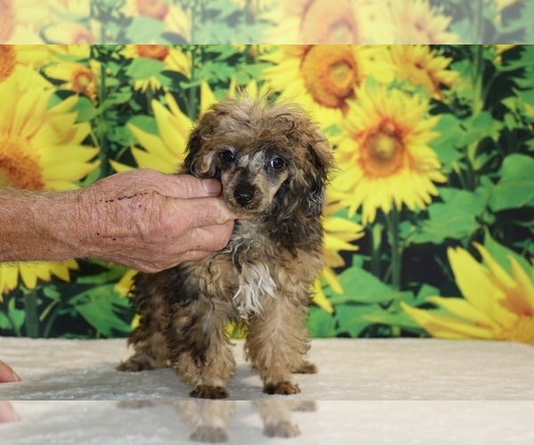 Medium Photo #23 Poodle (Toy) Puppy For Sale in DYERSBURG, TN, USA