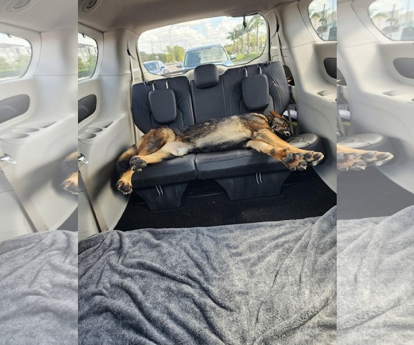 Medium Photo #5 German Shepherd Dog Puppy For Sale in Plantation, FL, USA