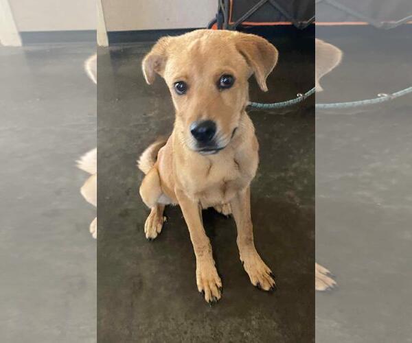 Medium Photo #5 Labrador Retriever-Rhodesian Ridgeback Mix Puppy For Sale in Rockwall, TX, USA