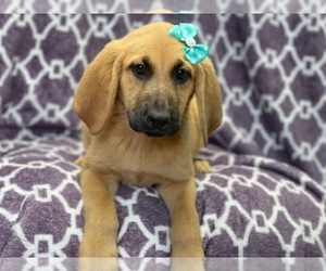 Bloodhound-German Shepherd Dog Mix Puppy for sale in LAKELAND, FL, USA