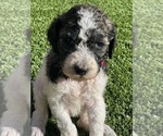 Small Photo #1 Poodle (Standard) Puppy For Sale in MARICOPA, AZ, USA
