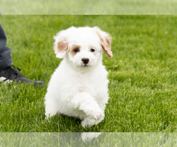 Medium Photo #8 Goldendoodle (Miniature) Puppy For Sale in WOLCOTTVILLE, IN, USA