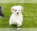 Small #7 Goldendoodle (Miniature)