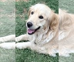 Small Photo #1 Golden Retriever Puppy For Sale in PORTALES, NM, USA