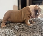 Small Photo #10 English Bulldog Puppy For Sale in CLARKSVILLE, TN, USA