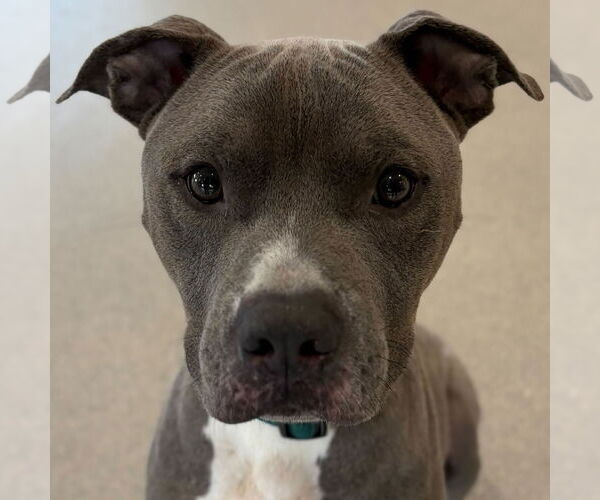 Medium Photo #1 Mutt Puppy For Sale in Jefferson, WI, USA