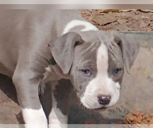 American Pit Bull Terrier Puppy for sale in MONTGOMERY, TX, USA