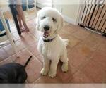Small Photo #1 Goldendoodle Puppy For Sale in KISSIMMEE, FL, USA